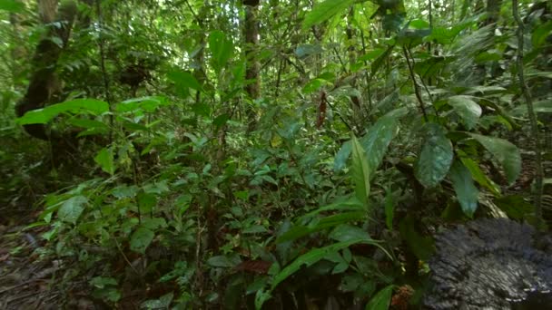 Vidéo Forêt Tropicale Humide Amazonie Équatorienne Flaque Sur Sol — Video