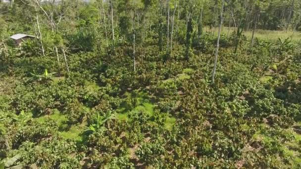 Drón Videó Zöld Erdő Táj Fák Napo Tartomány Ecuador — Stock videók