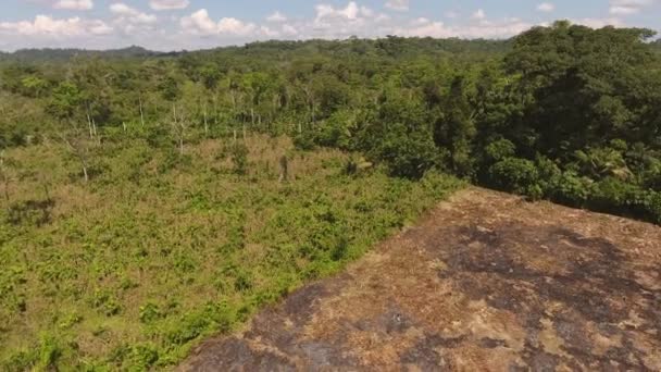 에콰도르 아마존 나무들이 풍경을 — 비디오