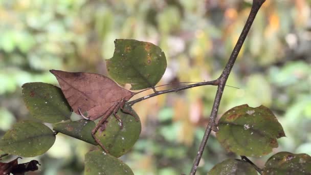 Folha Imita Katydid Floresta Tropical Natureza Equador Vídeo — Vídeo de Stock