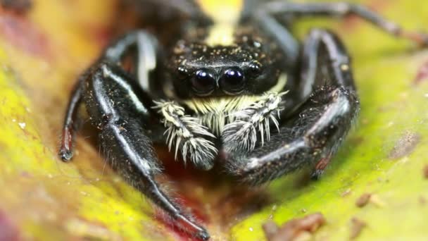 Atlayan Örümcek Salticidae Ailesi Video — Stok video