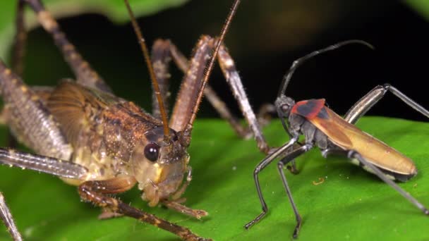 Böcek Cırcırböceği Bitki Yaprağı Video — Stok video