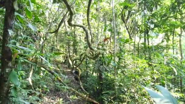 Vandring Genom Amazonas Regnskog Orellana Provinsen Ecuador Rio Tiputini — Stockvideo