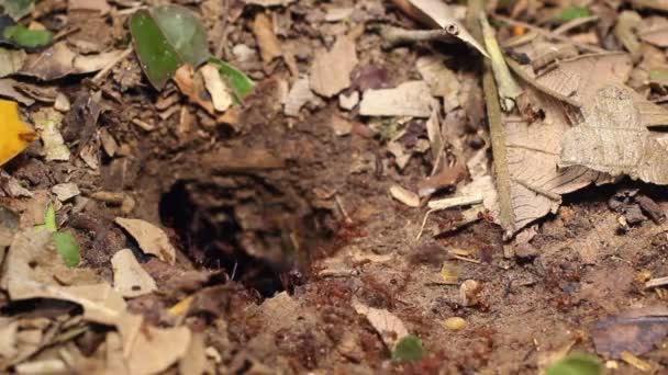 Video Myror Lövskärare Koloni Myror Soldater Som Kör — Stockvideo