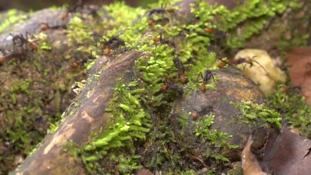Video Küçük Karıncalar Ordusu — Stok video