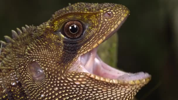 厄瓜多尔西部热带雨林的褐色蜥蜴 博库特矮鸟伊瓜纳 长有张开嘴的伊利亚利德异种的视频 — 图库视频影像