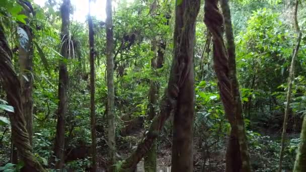 Wanderung Durch Amazonas Regenwald Unberührten Regenwald Rio Tiputini Provinz Orellana — Stockvideo