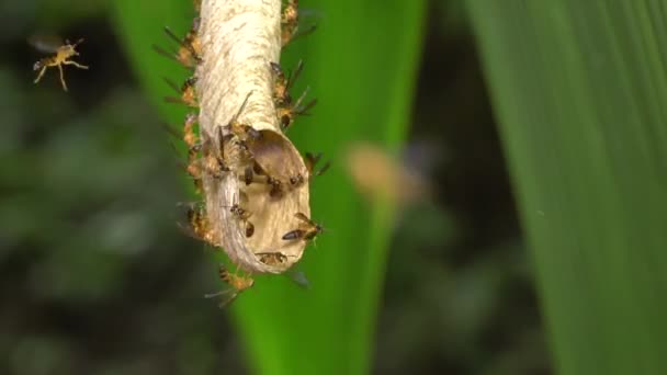Guêpes Polybia Insectes Dans Nid Vidéo — Video