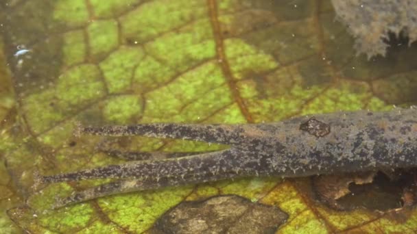 Nahaufnahme Video Von Suriname Krötenfroschhaut Pipa Pipa Wasser Tarnung — Stockvideo