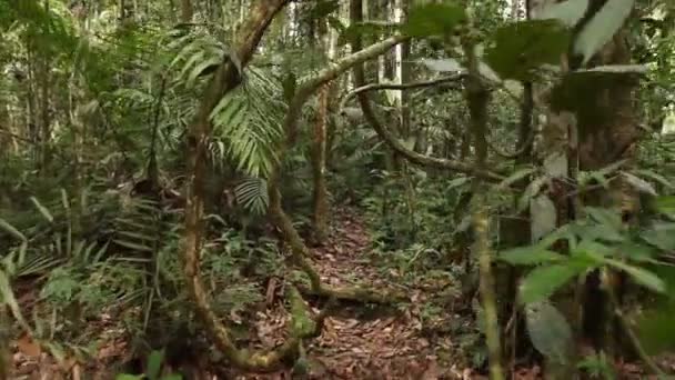 Movimento Vídeo Através Folhagem Floresta Verde Folhas Verdes — Vídeo de Stock