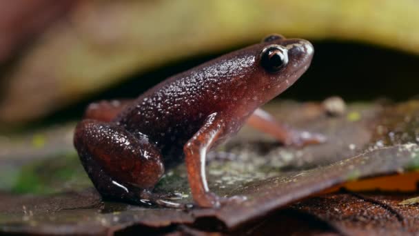 Video Vom Peruanischen Laubstreu Frosch Chiasmocleis Tridactyla Ecuadorianischer Amazonas — Stockvideo