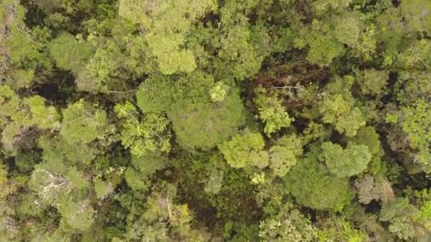 Drone Video Tropikalnego Lasu Deszczowego Świcie Ekwadorskiej Amazonii Rio Shiripuno — Wideo stockowe