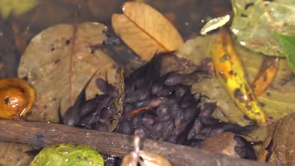 Kaulquappen Gruppieren Sich Teichwasser Video — Stockvideo