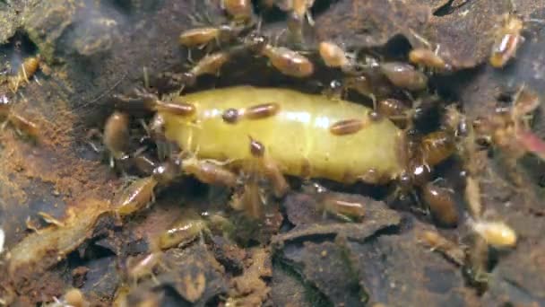 Vídeo Reina Termitas Termitas Insectos — Vídeo de stock
