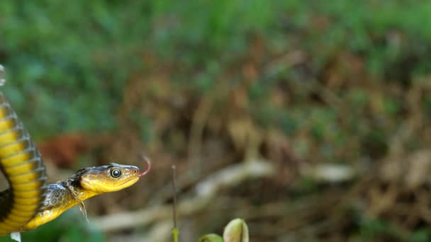 Slow Motion Video Common Sipo Snake Chironius Exoletus — Stock Video