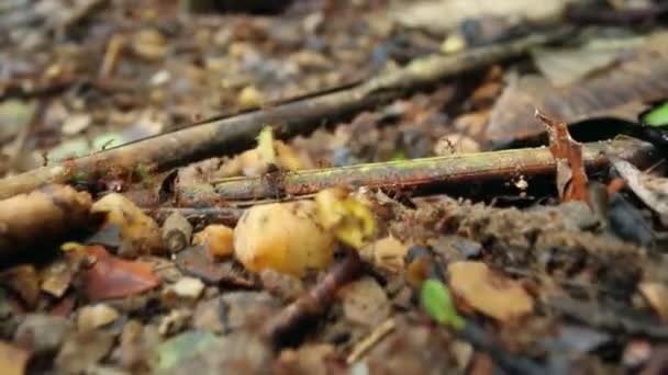 Vidéo Fourmis Coupe Feuilles Colonie Fourmis Soldats Cours Exécution — Video