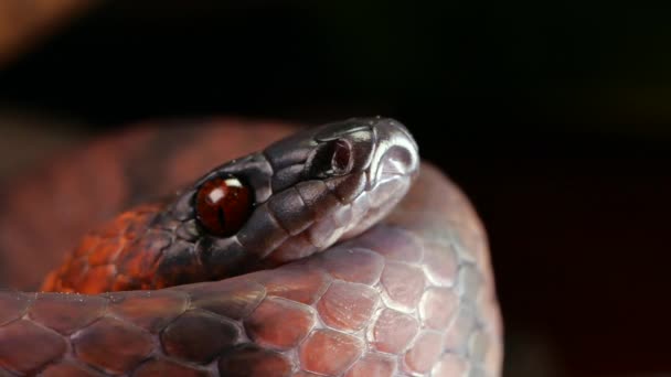 Video Tropical Flat Snake Siphlophis Compressus Flicking Its Forked Tongue — Stock Video