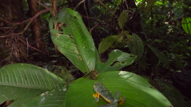 Медленный Прыжок Видео Лягушки Лягушки Amazon Leaf Краспедопуса Cruziyla — стоковое видео