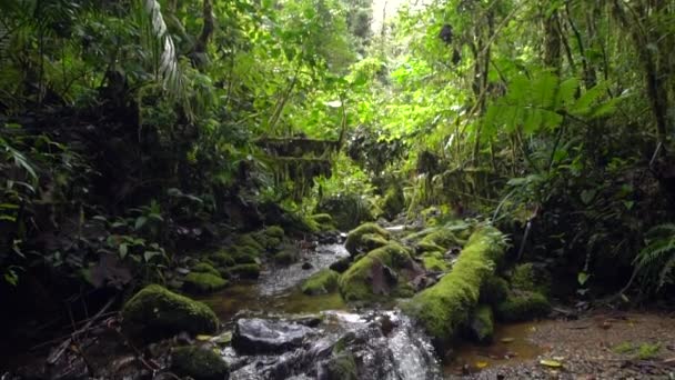 Slow Motion Video Van Rivier Stroom Water Stoom Het Bos — Stockvideo