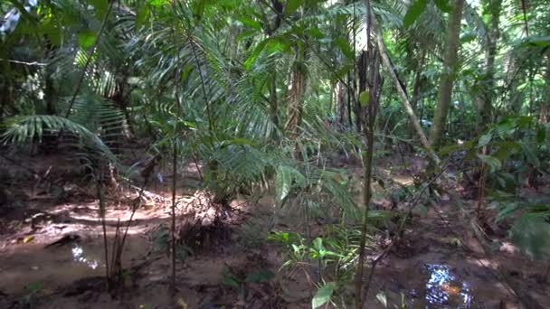 Regenwald Mit Bäumen Flora Und Laub Video — Stockvideo