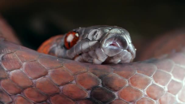 Vídeo Tropical Flat Snake Siphlophis Compressus Cintilando Sua Língua Bifurcada — Vídeo de Stock