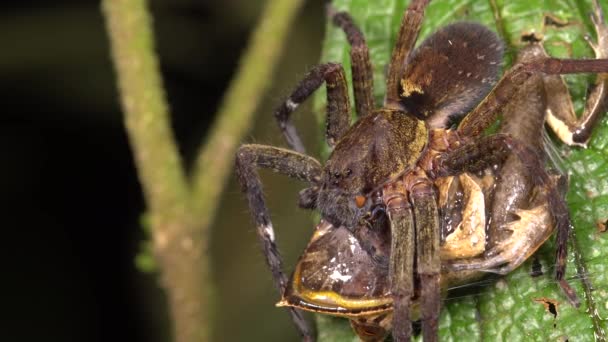蜘蛛吃另一个虫子的视频 — 图库视频影像