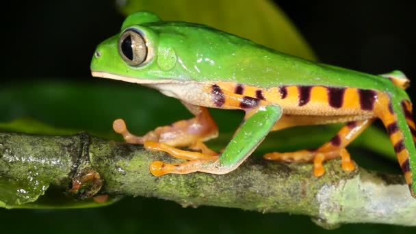 Video Žáby Tygří Pruhované Větvi Stromu Phyllomedusa Tomopterna — Stock video