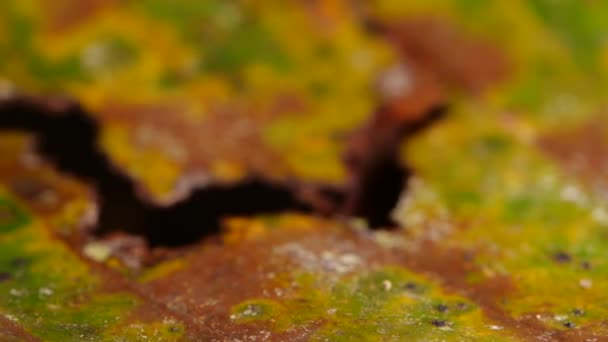 Ecuadorian Poison Frog Ameerega Bilinguis Slow Motion Video — Videoclip de stoc