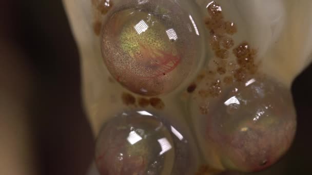 アマゾンの葉カエルの卵のビデオ Cruziohyla Craspedopus Tadpoles — ストック動画