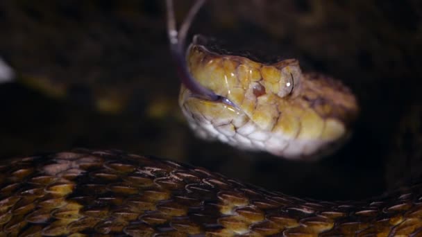 Slow Motion Video Venomous Fer Lance Snake Bothrops Atrox Tongue — Stock Video