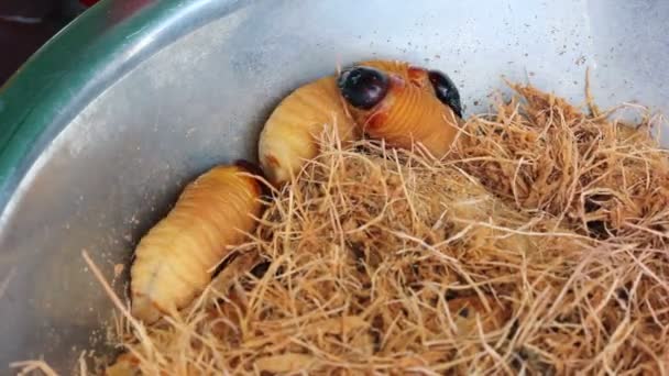 Ätlig Palmvitlinglyra Rhynchophorus Phoenicis Video — Stockvideo