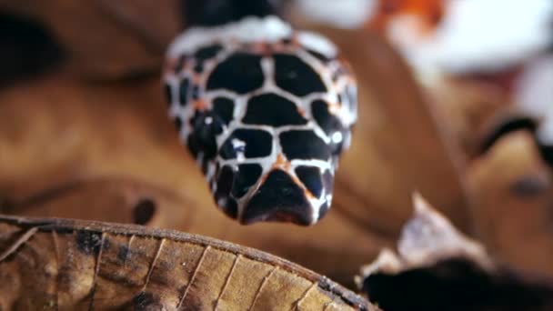 Видео Замедленного Действия Amazon Banded Snake Rhinobothryum Lentiginosum — стоковое видео