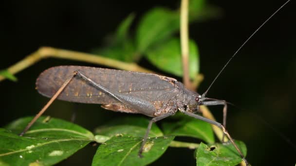 Video Brown Katydid Grasshopper Cricket — Stock Video