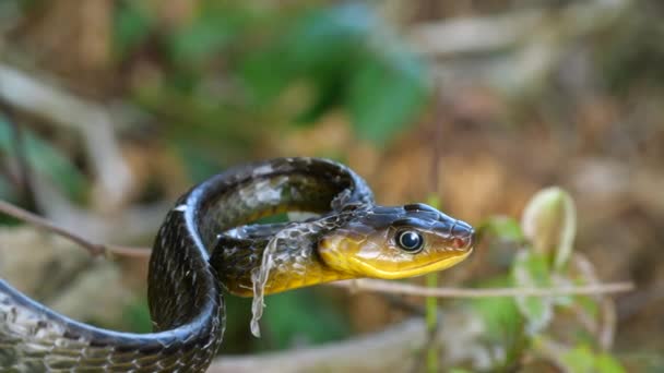 一般的なSipo Snake Chironius Exoletusのスローモーションビデオ — ストック動画