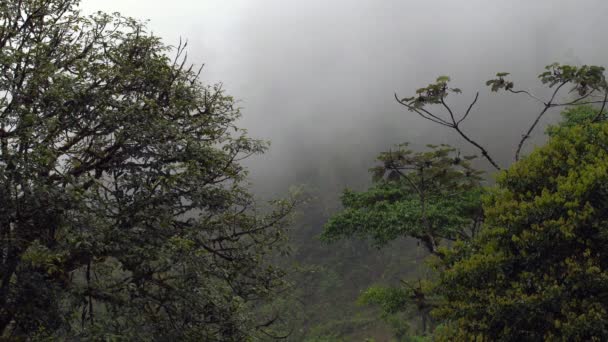 Drohnenvideo Von Nebel Morgengrauen Ecuadorianischen Amazonasgebiet — Stockvideo