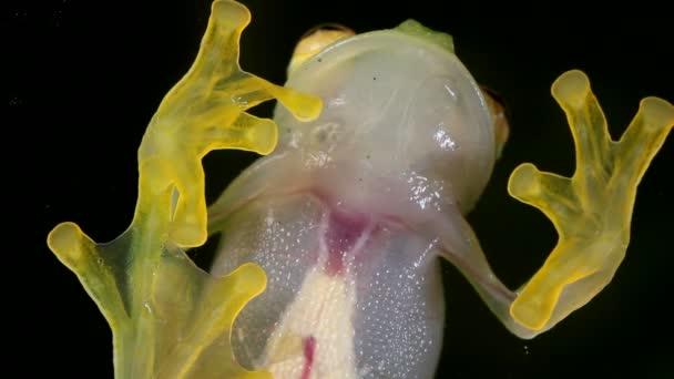 透明青蛙 玻璃青蛙 紫罗兰的视频 底部视图 — 图库视频影像