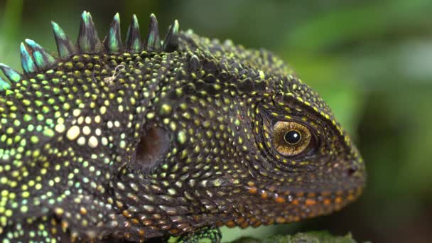 Video Leguan Ödla Reptil Mossa Regnskog Västra Ecuador — Stockvideo