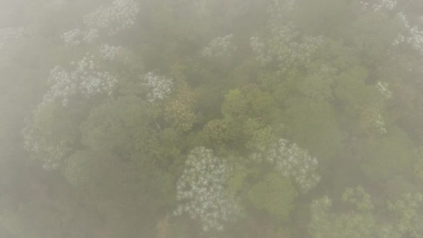 Drohnenvideo Von Bäumen Mit Grünen Blättern Nebel Der Luft — Stockvideo