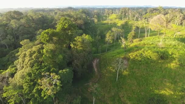 Vista Aérea Dron Video Del Paisaje Forestal Con Árboles — Vídeo de stock