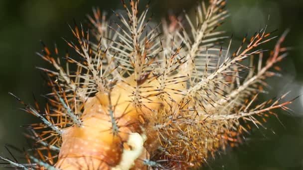 Vídeo Larva Uma Traça Automeris Saturniidae Cabelos Pegajosos Venenosos Amazônia — Vídeo de Stock