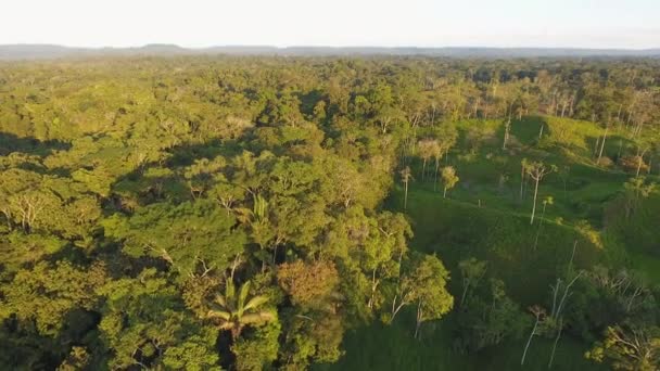 Drone Video Paisaje Verde Del Bosque Con Árboles Vista Aérea — Vídeos de Stock