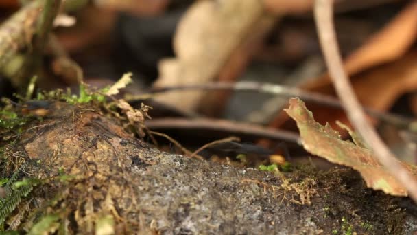 Video Mravenců Tropický Deštný Prales Ekvádor — Stock video