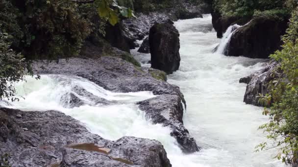 Slow Motion Video Floden Skogen Natur Sommaren — Stockvideo