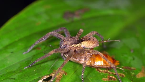 毛深いクモが虫を食べるビデオです — ストック動画