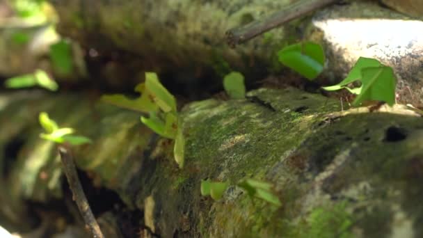 Slow Motion Video Van Bladsnijmieren Atta Met Stukjes Bladeren — Stockvideo