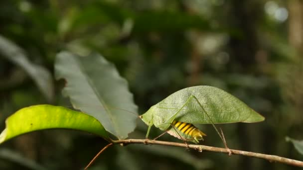 Video Katydid Verde Asemejándose Una Hoja Ecuador — Vídeos de Stock