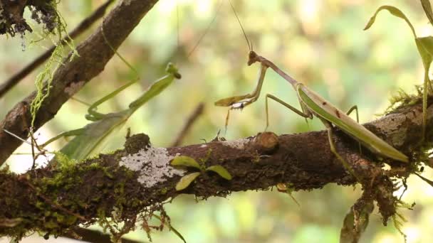 vidéo, Preying mantis courtship, Homme affichant à une femme 