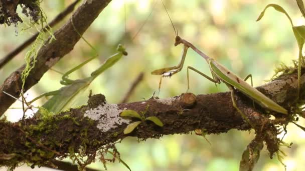 Vídeo Cortesía Preying Mantis Masculino Mostrando Una Hembra — Vídeo de stock