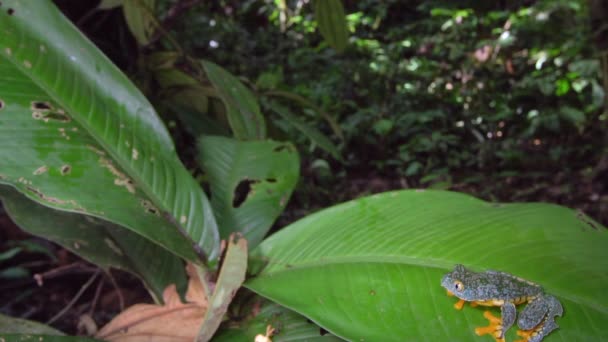 Медленный Прыжок Видео Лягушки Лягушки Amazon Leaf Краспедопуса Cruziyla — стоковое видео