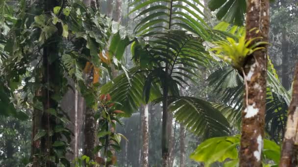 Regen Tropisch Bos Groene Bladeren Planten Video — Stockvideo